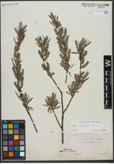 Foto von Salix viminalis L.